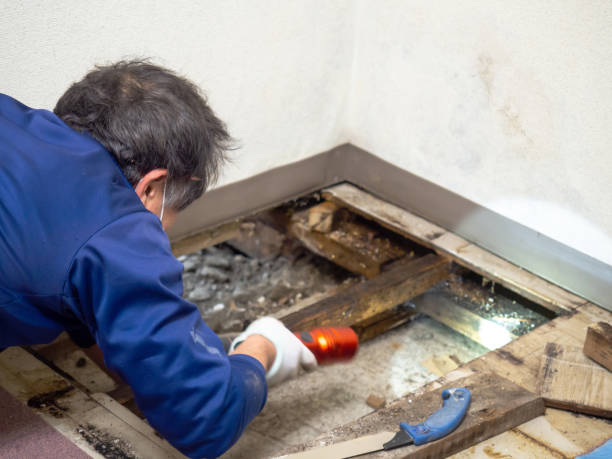 Best Basement Mold Remediation in Jacksonville, TX