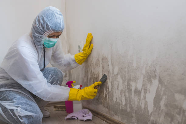 Best Localized Mold Remediation (e.g., coastal areas, humid climates) in Jacksonville, TX