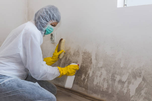Best Kitchen Mold Remediation in Jacksonville, TX