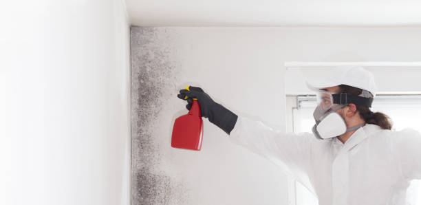 Best White Mold Remediation in Jacksonville, TX