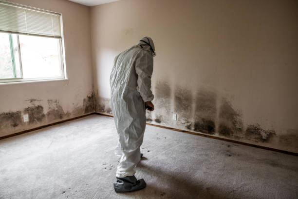 Best Kitchen Mold Remediation in Jacksonville, TX