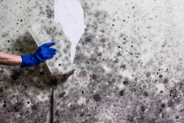 Best Localized Mold Remediation (e.g., coastal areas, humid climates) in Jacksonville, TX