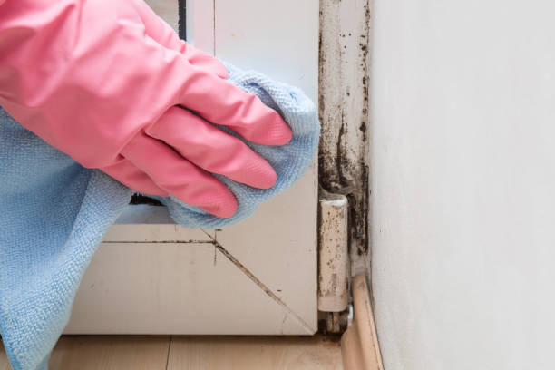 Best Post-Flood Mold Remediation in Jacksonville, TX