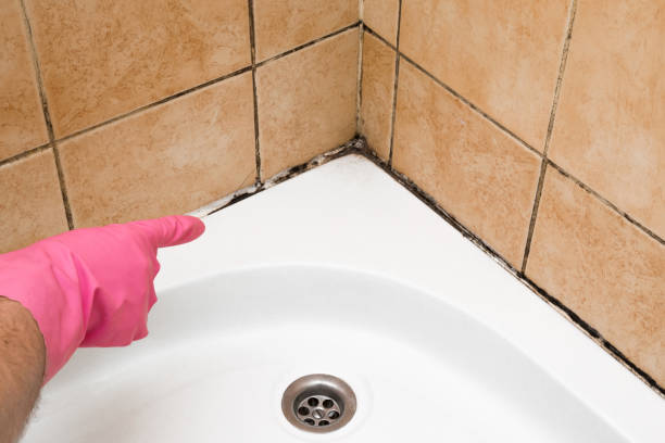 Best Black Mold Remediation in Jacksonville, TX